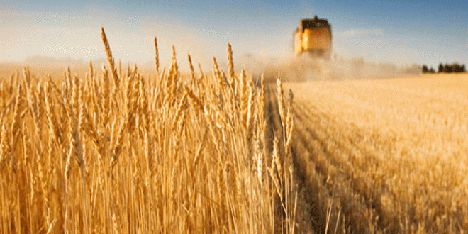 صابة الحبوب لهذا العام تقدر ب 21 مليون و322 ألف قنطار | المصدر تونس