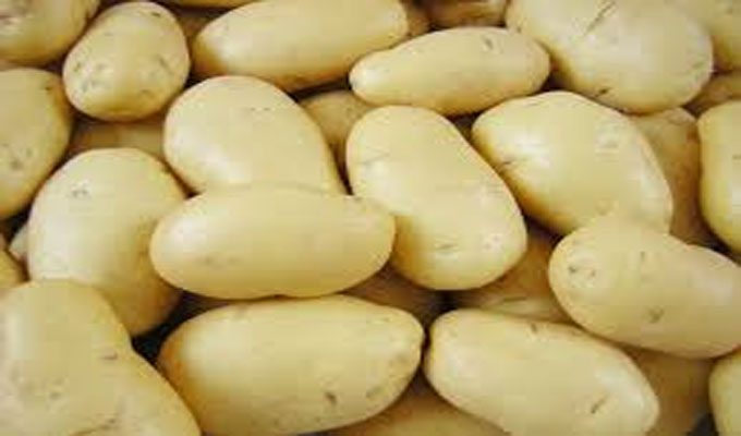 منوبة/ حجز كمية من البطاطا في طبربة..