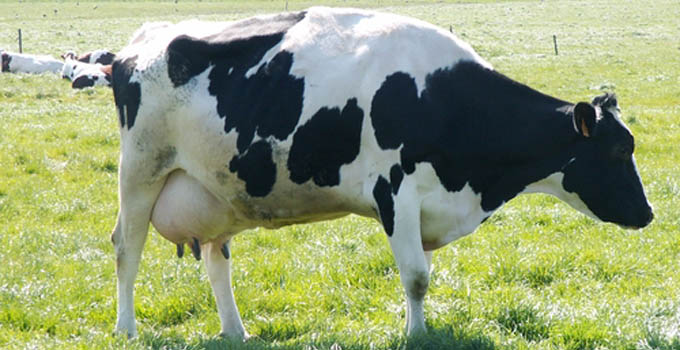 vache-lait-agriculture
