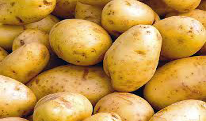 فائض في البطاطـا: إتحاد الفلاحين يدعو للإسراع بالتدخّل واتخاذ هذه الاجراءات