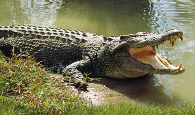 crocodine