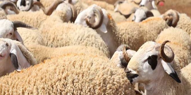 اتحاد الفلاحين: سعر خروف العيد سيتجاوز الألفي دينار.. لهذه الاسباب #خبر_عاجل 