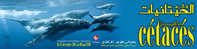 expo-cetaces--cite-des-sciences2015
