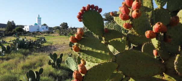 cactus